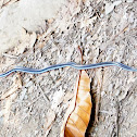 Malayan Blue Coral Snake