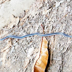 Malayan Blue Coral Snake