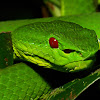 Chinese Green Tree Pit Viper