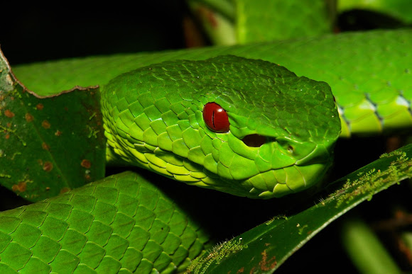 Green pit viper - Wikipedia