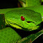 Chinese Green Tree Pit Viper