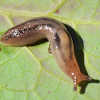 Unknown Garden Slug