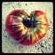 Tomato (Parker's Whopper)