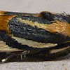 Black-dotted Spragueia Moth