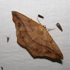 Large Maple Spanworm
