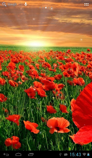 Sunset over a field of poppies