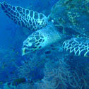 Hawksbill Turtle