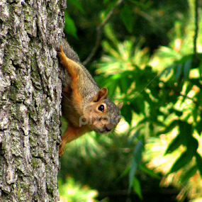 I see you by Marsha Biller - Animals Other Mammals