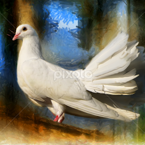 Royal White Pigeon by Daliana Pacuraru - Mixed Media All Mixed Media