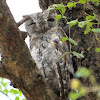 African scops owl