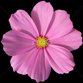 Cosmos... by Soumitra Haldar - Flowers Single Flower