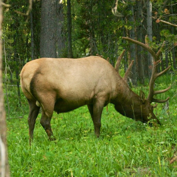 Elk Project Noah