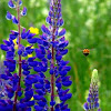 Bumble Bee & Lupines