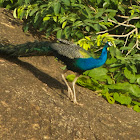 Indian Peafowl (male)