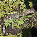 American Alligator (Young)