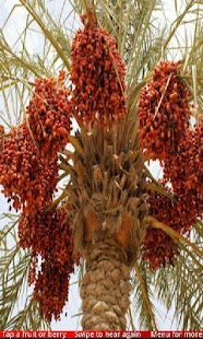 Fruits and Berries 2 FREE - náhled