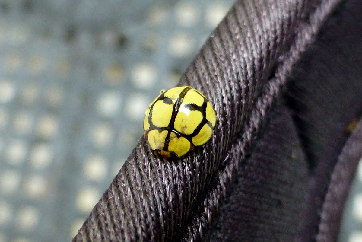 Tortoise-shelled Ladybird
