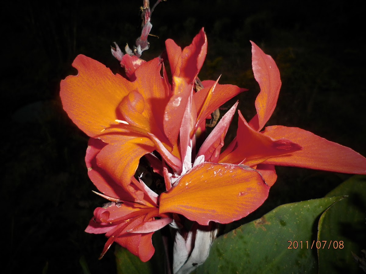 Red canna lily.
