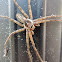 Huntsman spider, male.