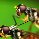 Stilt-legged fly