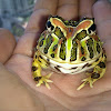 Bell horned frog 