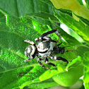 Carrhotus Jumping Spider (Male with prey)