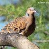 Oriental Turtle Dove