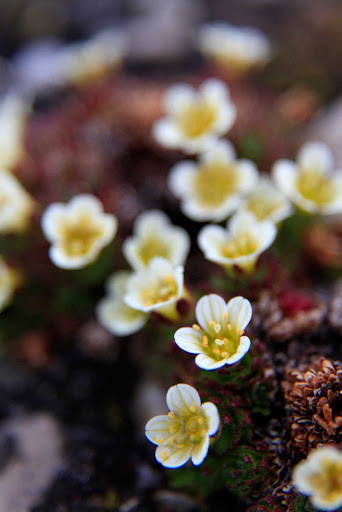 Svalbard-wildflowers - Spend time exploring fauna and flora on the Svalbard islands with Hurtigruten's Fram.