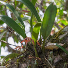 Bulbophyllum forestii