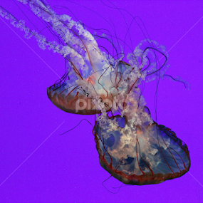 by Diana Campeanu - Animals Sea Creatures
