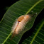 Tussock Moth caterpillar