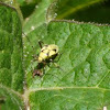 Green Plant Bug