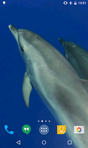 Dolphins Live Wallpaper