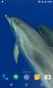 download Dolphins Live Wallpaper free