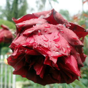 The Red Due by नवीन जोशी - Nature Up Close Natural Waterdrops