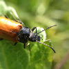 Comb-clawed beetle