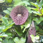Pipevine flower