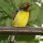 Brown-throated Sunbird (male)