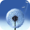 Dandelion Live Wallpaper Application icon