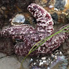 Ochre sea star