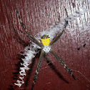 Writing Spider