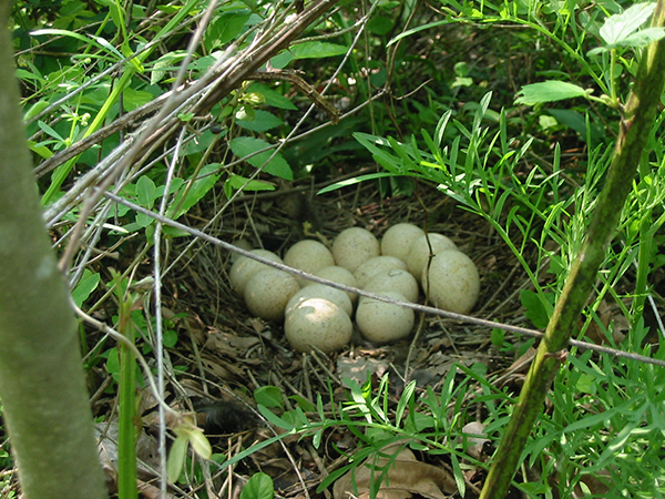 Wild turkey nest