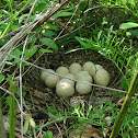 Wild turkey nest