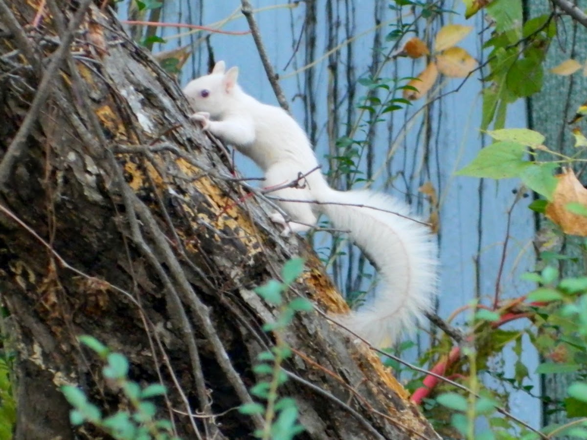 white eastern gray squirrel