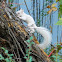 white eastern gray squirrel