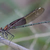 American Rubyspot Damselfly (male)