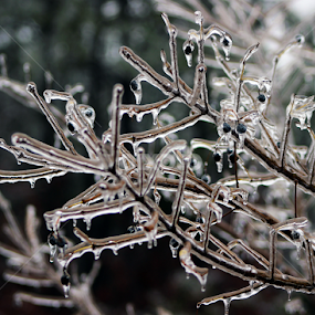 by Erika Winnie - Nature Up Close Trees & Bushes