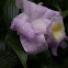 Orquidea sobralia