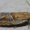 Strawberry Leafroller Moth