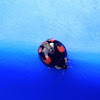 Harlequin Ladybird